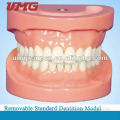 Dental products High Quality dental typodont models